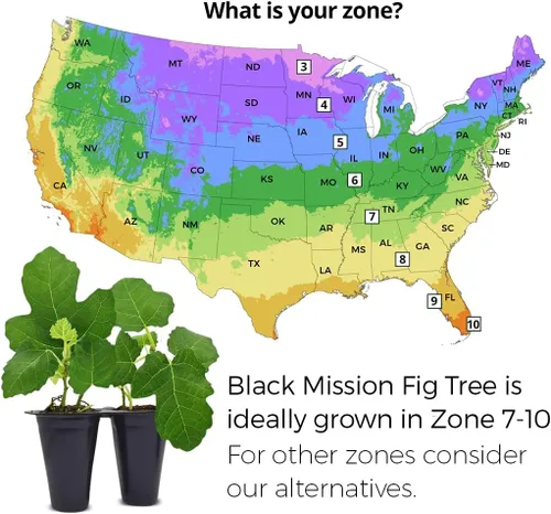 Miniatura 4 de Higuera Black Mission Viva en Venta (Paquete de 4) Plantas Fáciles de Cultivar Planta de Fruta Comestible para Vida Sostenible Cultiva tu