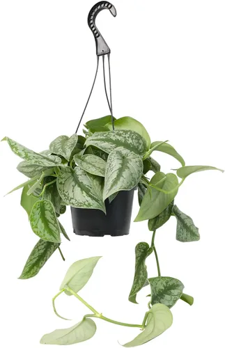 Miniatura 9 de Planta de Potos dorado en vivo en maceta colgante en vivo de Plants for Pets, 1 unidad