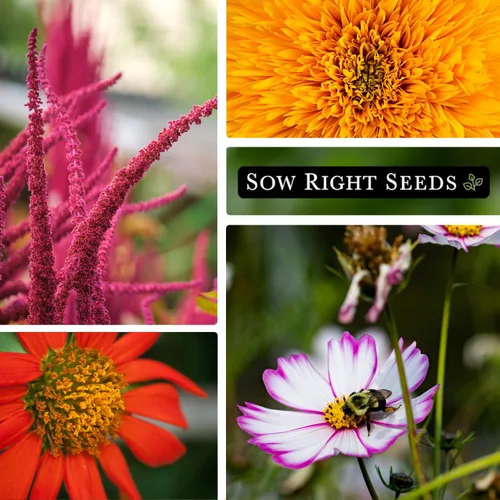 Miniatura 3 de Sow Right Seeds - Gran colección de semillas de flores para plantar - Zinnias, girasoles, margaritas, cosmos, claveles, stock y más - Atraen a
