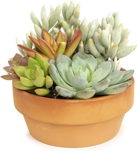 Plants for Pets - Surtido de suculentas vivas en maceta de arcilla, jardinera para suculentas de jardín, regalos únicos de jardinería para amantes