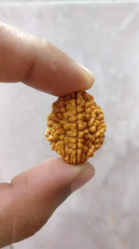 Miniatura 2 de Wonder Care - Cuenta original de Rudraksha nepalí/cuentas de Rudraksha Natural Rudra Rudra Religioso Rosario, Pequeño, Madera, Sin gemas.