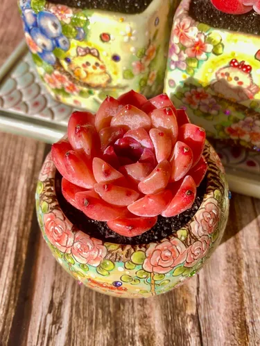 Miniatura 11 de Echeveria - Kit de suculentas de vino tinto y champán, con maceta de plástico, 1 cabeza de planta viva de 2 pulgadas, suelo comprimido y guía
