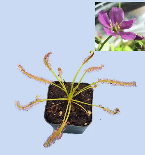 Miniatura 4 de Planta Carnívora Tropical Viva Drosera Capensis Flor Rosa (x1) - Rizoma De Raíz Desnuda