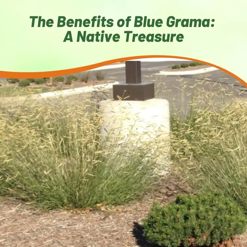 Miniatura 6 de Outsidepride Blue Grama - Semillas de pasto nativo – 1 libra perenne, tolerante a la sequía y de bajo mantenimiento, semillas de pasto para plantar