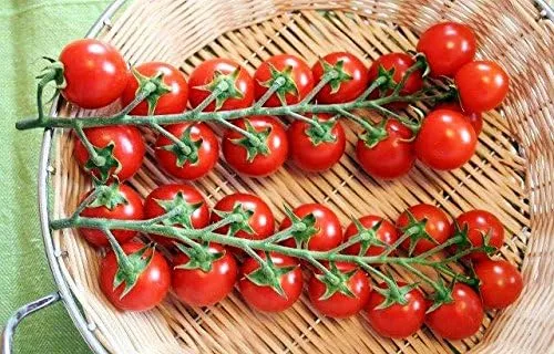 Miniatura 3 de Más de 20 semillas de tomate cherry ciliegino siciliano, reliquia sin OMG, raras, italianas clásicas, indeterminadas, polinizadas abiertas