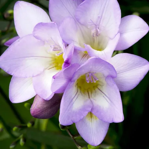 Fresia - Bulbos de flores "Delta River" – Flores moradas fragantes, ideales para flores cortadas y ramos, plantas perennes fáciles de cultivar para