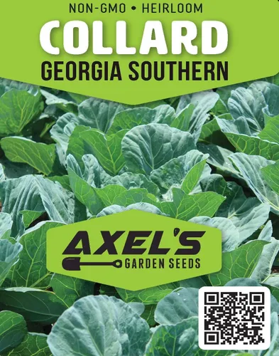 Miniatura 2 de Georgia Southern Collard Green Seeds para plantar – Más de 250 semillas de col sin OMG – Planta y cultiva huerto al aire libre en casa, 1 paquete