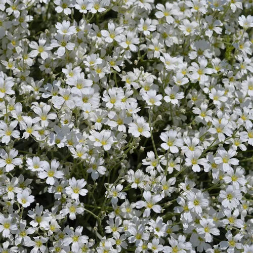 Miniatura 8 de Outsidepride Gypsophila White Baby - Semillas de aliento de bebé – 1/4 lb. Semillas de flores silvestres resistentes anuales, fáciles de cultivar