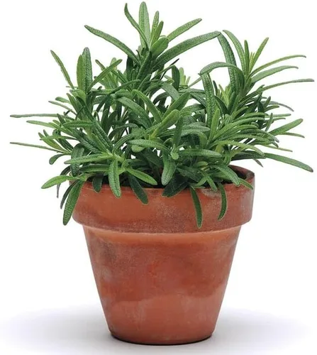 Miniatura 2 de Park Seed Semillas de romero SimplyHerbs