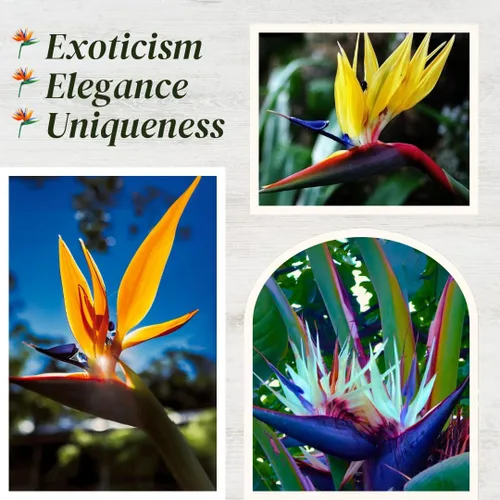 Miniatura 2 de Bird of Paradise Plants Live (paquete de 4), plantas Strelitzia con flores perennes de naranja (2) y blancas (2), plantas de interior/exterior