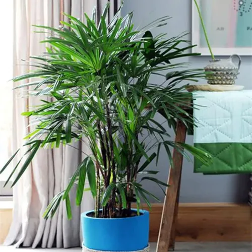 Miniatura 2 de American Plant Exchange Lady Palm - Maceta de 10 pulgadas - Planta de interior viva de fácil cuidado, purificadora de aire, palma tropical de poca