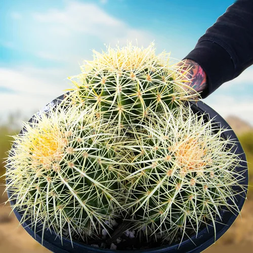 Miniatura 7 de Cactus Outlet - Planta de cactus de barril dorado - Plantas de cactus vivas - Plantas de cactus en barril vivas - 10 galones - Plantas de cactus