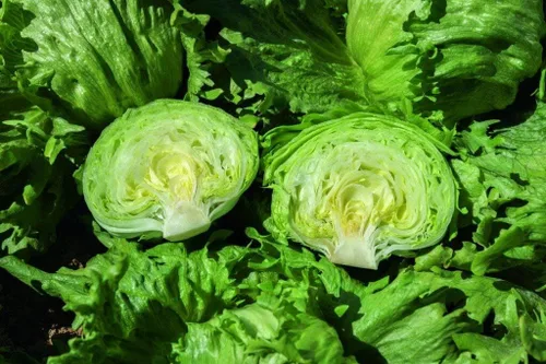 Miniatura 5 de Semillas Iceberg Lechuga Verde Crisphead Buttercrunch No GMO Heirloom