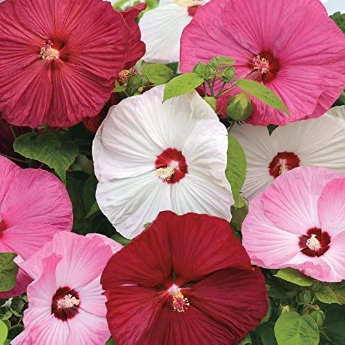 Miniatura 2 de Park Seed Semillas de plantas de flores de hibisco, fáciles de cultivar, perfectas para jardín de primavera, luna de miel, rojo oscuro, paquete de 5