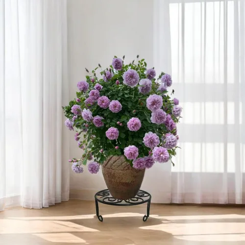 Miniatura 4 de Paquete de 2 Soportes Metálicos para Plantas de 13 Pulgadas de Diámetro para Plantas Grandes de Interior y Exterior, Soporte de Macetas Resistente