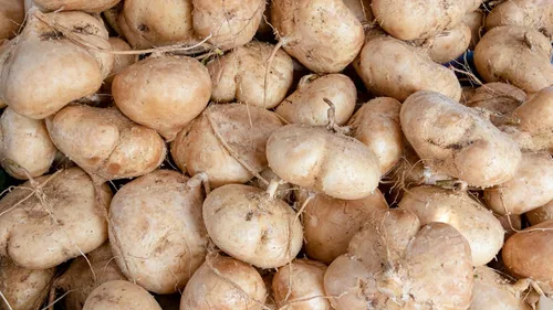 Miniatura 2 de Semillas de jícama (variedad tailandesa), paquete de 25 semillas, una variedad asiática de jícama. Estas son semillas para plantar y cultivar