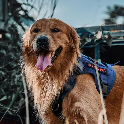 Miniatura 5 de OneTigris Chaleco Arnés Táctico para Perro, Chaleco para Perro de Servicio Sin Tirones con Paneles de Velcro, Chaleco Arnés Ajustable para Perro Azul