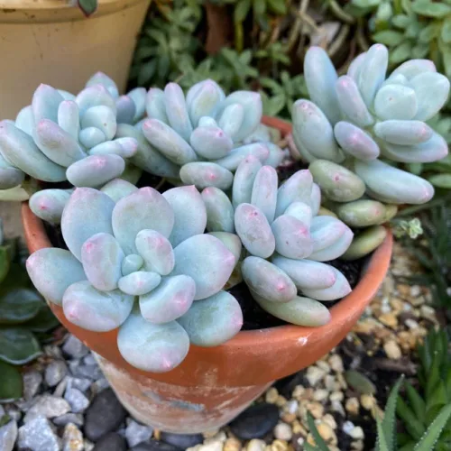 Miniatura 5 de Planta suculenta viva, planta suculenta viva para interiores y exteriores, maceta de 2 pulgadas, planta de interior decorativa de bajo mantenimiento