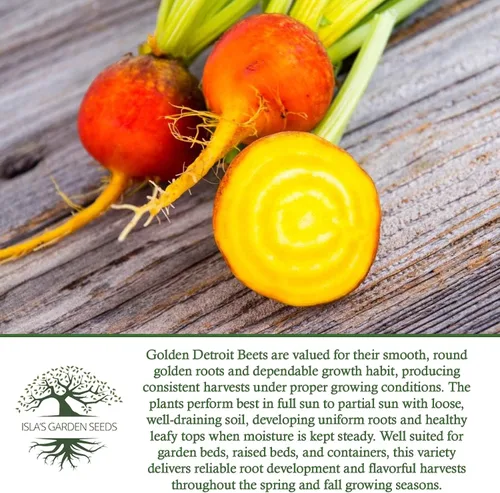 Miniatura 6 de Semillas de remolacha Golden Detroit (Beta vulgaris) – Más de 100 semillas de reliquia sin OMG de Isla's Garden Seeds, remolacha dorada dulce