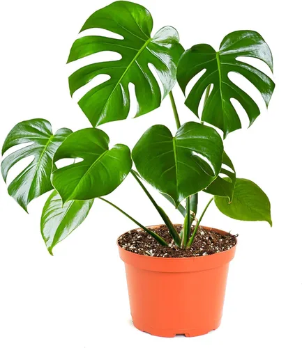 Shop Succulents - Planta de Cerimán Monstera Deliciosa, planta de interior viva, planta de hojas divididas fácil de cultivar en maceta de cultivo,