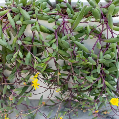 Miniatura 8 de Mountain Crest Gardens Paquete de Suculentas Trailing & Strings - 12 Plantas Vivas en Macetas de 2 Pulgadas - Suculentas Reales para Jardineras