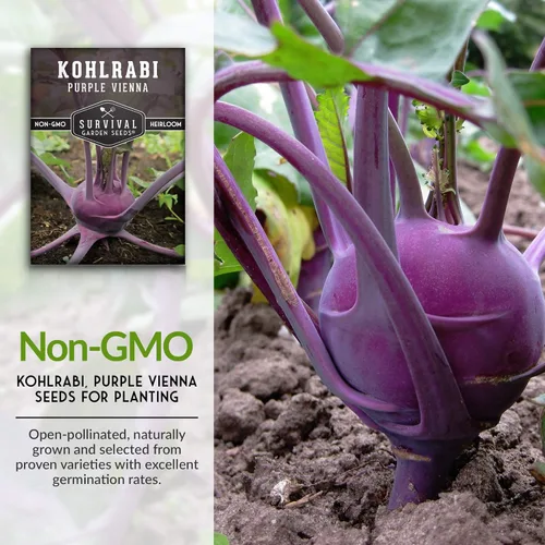 Miniatura 3 de Survival Garden Seeds - Semilla de colinabo púrpura de Viena para plantar - Paquete con instrucciones para plantar y cultivar verduras crucíferas