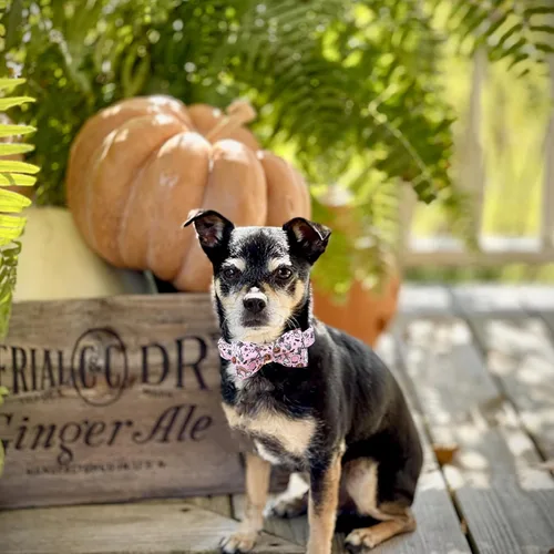 Miniatura 5 de Lionheart glory - Collares de perro de Halloween, collar de perro de otoño, lazo rosa, collar para perros pequeños, niños y niñas, calabaza, arcos