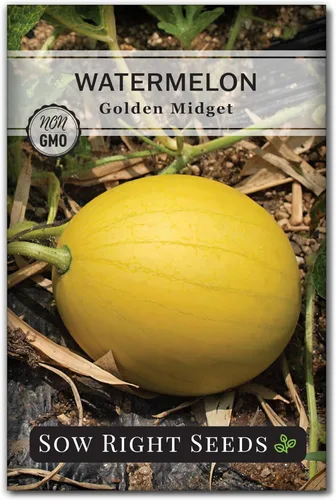 Sow Right Seeds - Semilla de sandía Golden Midget para plantar - Paquete de reliquia sin OMG con instrucciones para plantar y cultivar un huerto