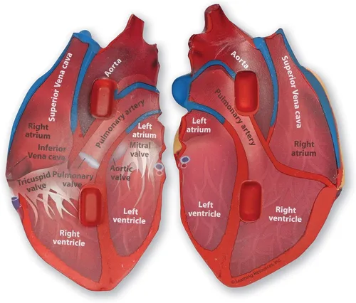 Miniatura 3 de Learning Resources Modelo de corazón humano de sección transversal: anatomía de práctica, herramientas de estudio de arterias y venas