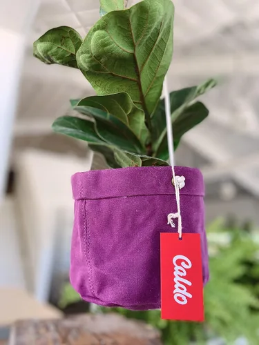 Miniatura 4 de Caldo Dos perchas para plantas, perfectas para decoración de interiores o exteriores (morado)