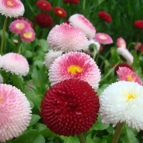 Miniatura 2 de Semillas English Daisy Pompon Mix (Marguerites) Flores perennes para plantar