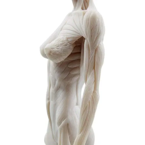 Miniatura 5 de Modelo anatómico musculoesquelético global de cuerpo humano de 11 pulgadas para estudio y enseñanza (hembra)