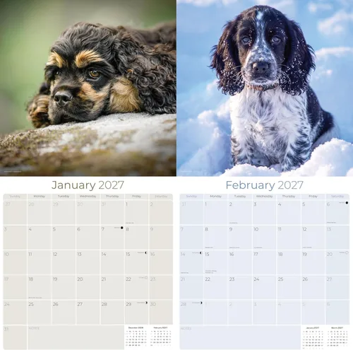Miniatura 2 de Calendario 2025 2026 de cachorros Cocker Spaniel - Calendario mensual de pared de raza de perro - 12" x 24" abierto - Papel grueso sin sangrado