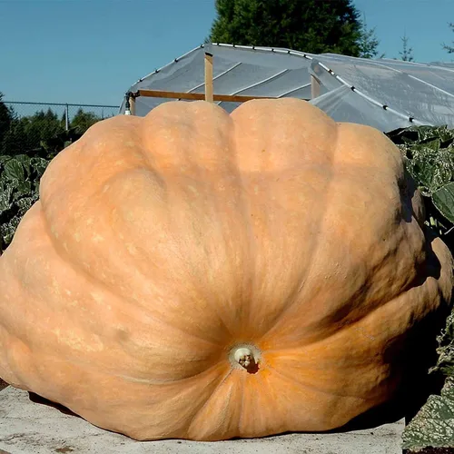 Dill's Atlantic - Calabaza gigante 25 libras ~ 41,600 semillas - Cucurbita Maxima - 120 días - reliquia sin OMG - Calabazas de tamaño competitivo de