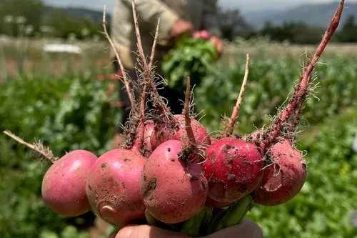 Miniatura 5 de Plant Good Seed Semillas de rábano Organic Pink Beauty – Paquete de 125, semillas tradicionales para plantar verduras – Suministros de jardinería