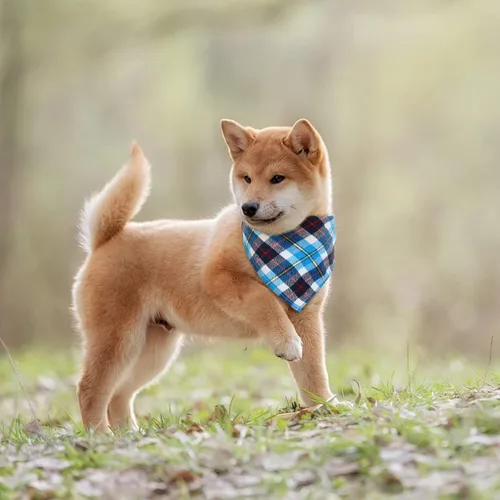 Miniatura 6 de Honoson 6 pañuelos triangulares para perro, bufanda para perro, bufanda con estampado a cuadros, baberos ajustables, lavables, juego de bandana