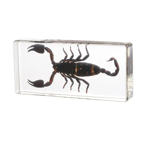 Miniatura 20 de Espécimen de esqueleto de murciélago real en resina para educación científica en el aula, gran regalo para fanáticos de la taxidermia, cráneo