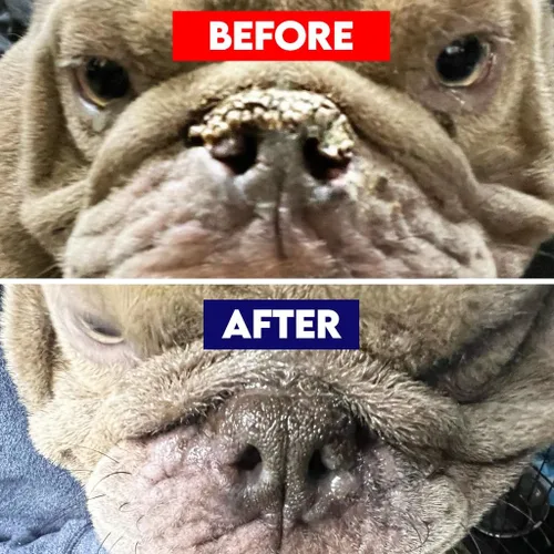 Miniatura 6 de Bálsamo natural para la nariz y las patas del perro, hidratante suave RuffNose para patas y narices secas y agrietadas, ayuda a mantener la piel