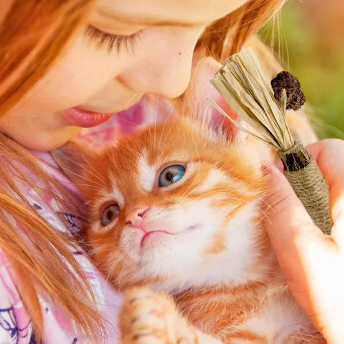 Miniatura 7 de Silvervine Sticks - Paquete de 3 juguetes para gatos, 100% naturales para masticar para gatitos, juguetes de hierba gatera para gatitos y gatos