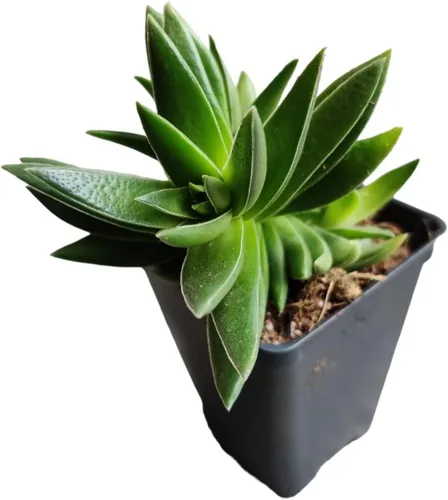 Miniatura 3 de Plantas vivas de USKC (maceta de 2.6 pulgadas de ancho x 3.4 pulgadas de alto) (Aeonium Sunburst)