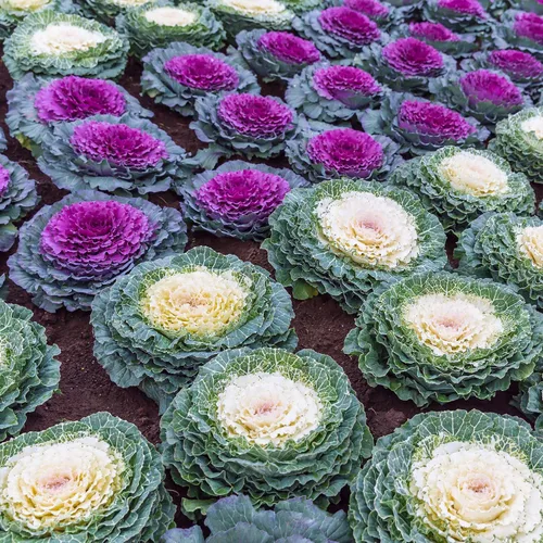 Miniatura 7 de Outsidepride Semillas de flores ornamentales de col – 1000 unidades. Semillas anuales, tolerantes al frío y de bajo mantenimiento, semillas