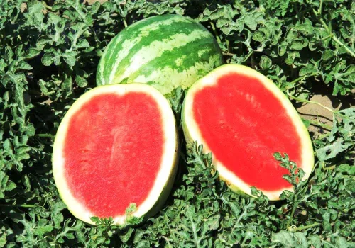 Miniatura 4 de Semillas Sandía Carmesí Frutas Dulces No GMO Heirloom
