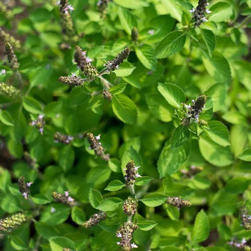 Miniatura 3 de Blue Spice - Semillas de albahaca (Ocimum americanum) Más de 100 semillas de hierbas medicinales raras en cápsulas de semillas congeladas
