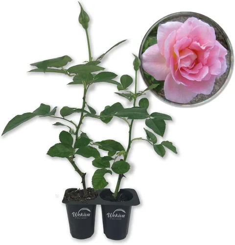 Miniatura 8 de Tiffany Rose Bush - 1 planta de inicio vivo - Impresionante cultivo híbrido de rosas de té añade color y fragancia a cualquier jardín