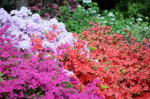 Miniatura 3 de Purple Formosa Azalea 3 plantas vivas Formoso de rododendro Arbusto de floración exuberante Acento de paisaje de jardín resistente