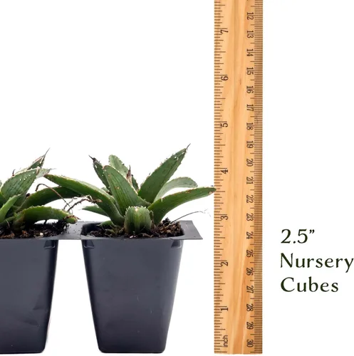 Miniatura 7 de 2 agave King Ferdinand en cubos de vivero de 2.5 pulgadas (Agave ferdinandi-Regis) Suculenta de hoja perenne para xeriscaping, jardines de rocas