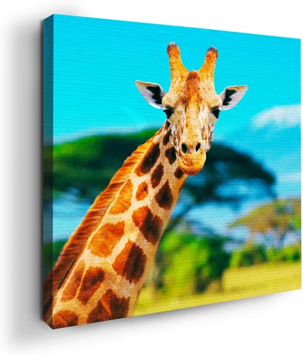Miniatura 9 de Mavis Print - Lienzo decorativo para pared con diseño de conejo/conejo, 36 x 36 pulgadas, decoración de pared de animales impresos en HD y marco