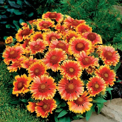 Miniatura 2 de Gaillardia Manta de flores, 100 semillas, hermosa flor brillante de corte grande