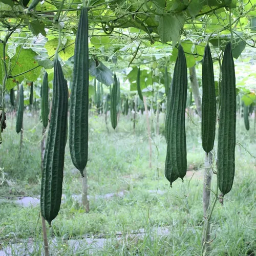Miniatura 3 de Más de 35 semillas de calabaza Luffa para plantar, semillas de vegetales tradicionales sin OMG para jardín y hogar, ideal para esponjas o vegetales