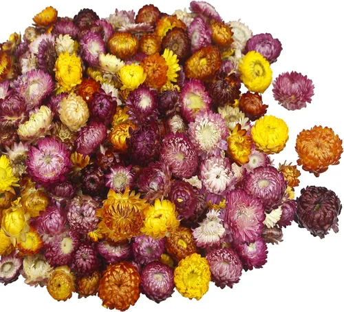 CITYES 240 unidades de cabezas de flores de margarita secas naturales a granel, gerberas multicolores, girasoles reales, crisantemos con cuerda de